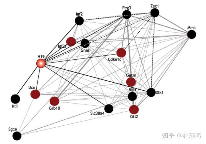 基因组印记父母博弈的延续六第一个lncrna印记基因通向化学本质