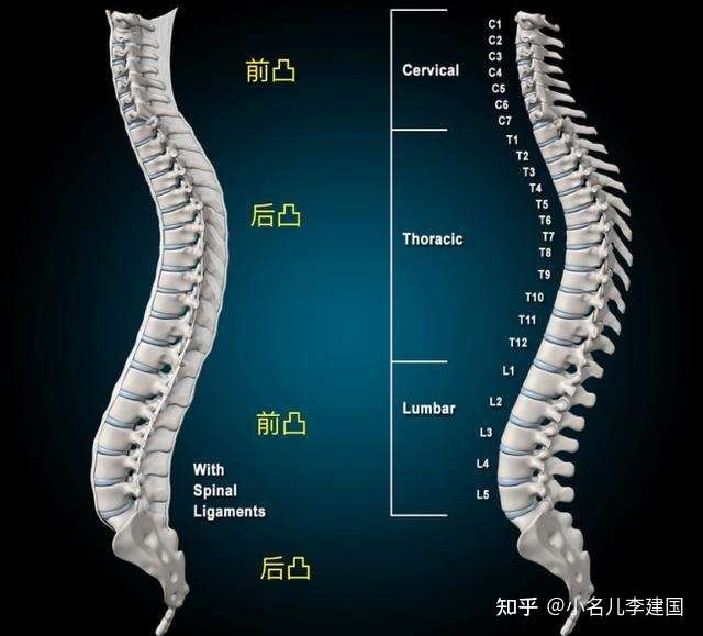 腰椎和尾骨以及椎间盘承担着来自人体重量和运动所产生的各种符合