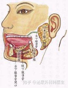 人体有多个唾液腺,小唾液腺分布口腔各部黏膜中,有唇,颊,舌,腭四种