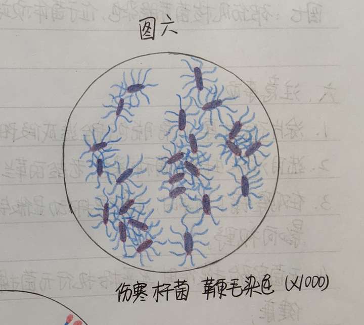 2.伤寒杆菌(鞭毛发散状)