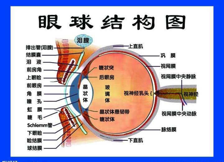 再看看眼球结构: 房水在眼球的哪个位置?在眼球靠