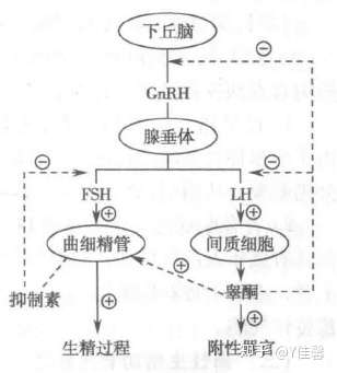 生殖细胞的产生是性激素调节的还是促性腺激素调节的