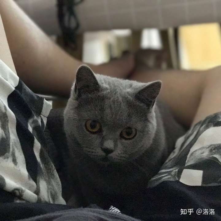 九百买只蓝猫是捡到便宜了吗?