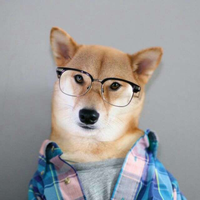 你见过最帅的动物是什么样子的?