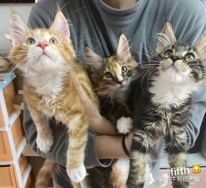大家看看这是缅因猫还是长毛狸花?