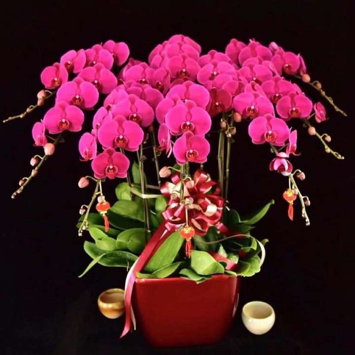 蝴蝶兰(图源自网络,侵删)