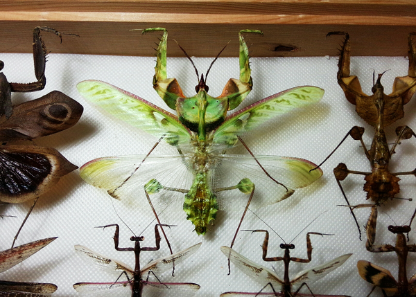 前面提到的瑰色弧纹螳后翅就是这个颜色 兰花螳螂,最受欢迎的种类.
