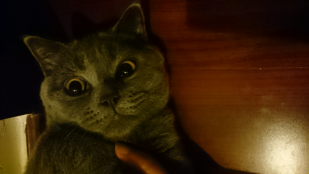 猫记仇吗? - 待我喵宝的回答 - 知乎