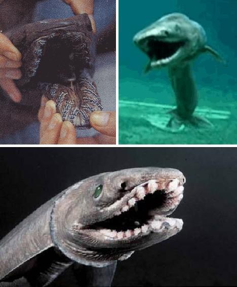 皱鳃鲨(frilled sharks)