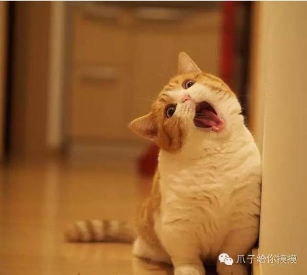 munchkin cat | 比柯基还要萌的小短腿儿