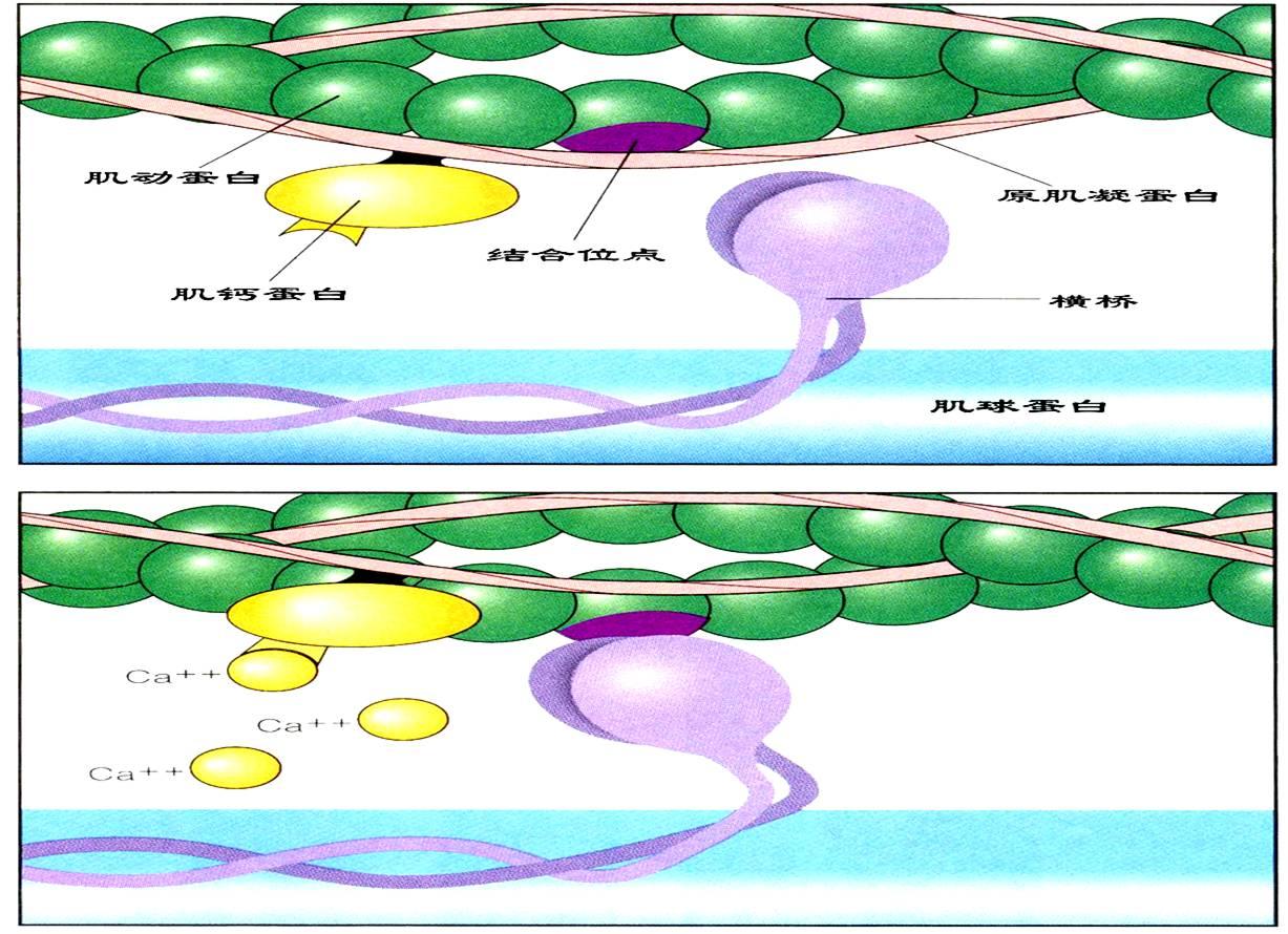 发生抑制作用动作电位的阈值降低,因此钙离子是兴奋-收缩的藕联物,其