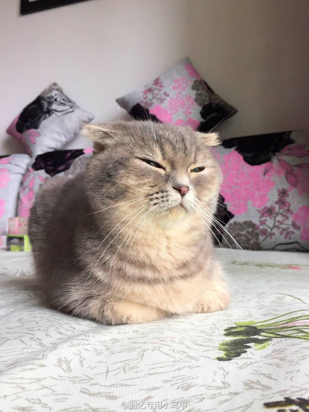 猫知道自己可爱受欢迎吗? - 冯斯托洛夫的回答