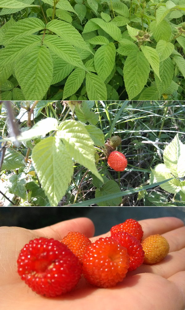 待到山花烂漫时:酸酸甜甜的木莓