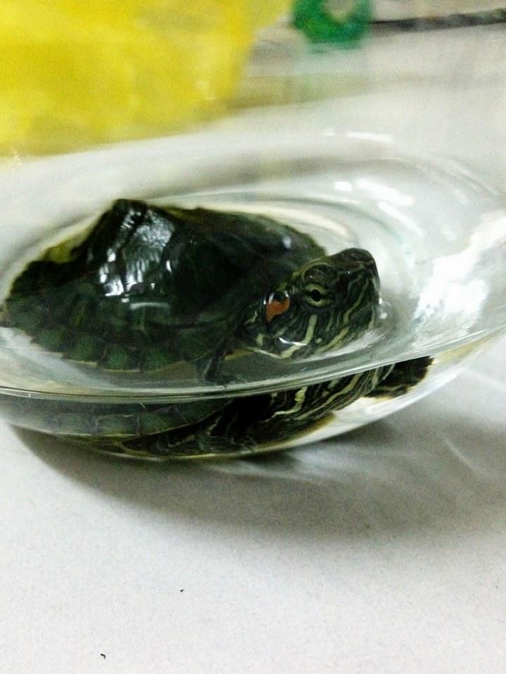 里养着各种宠物分别是怎样的体验? - 丁小豪的