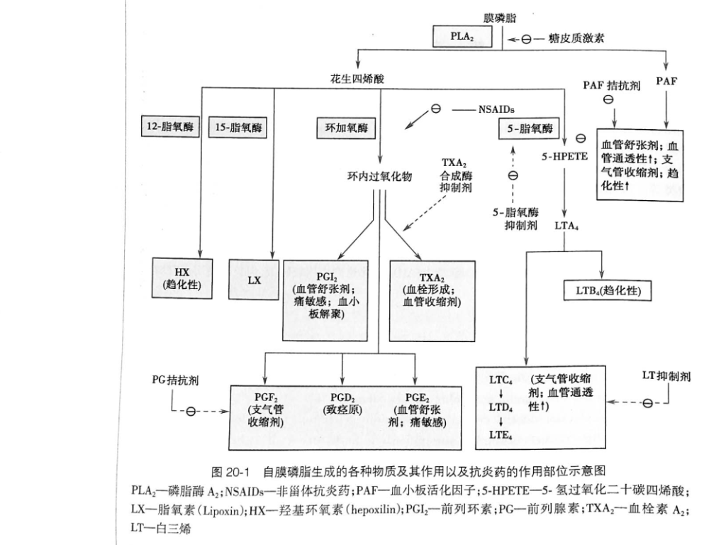 炎症反应中,细胞膜磷脂在磷脂酶pla2作用下释放花生四烯酸(aa),花生四