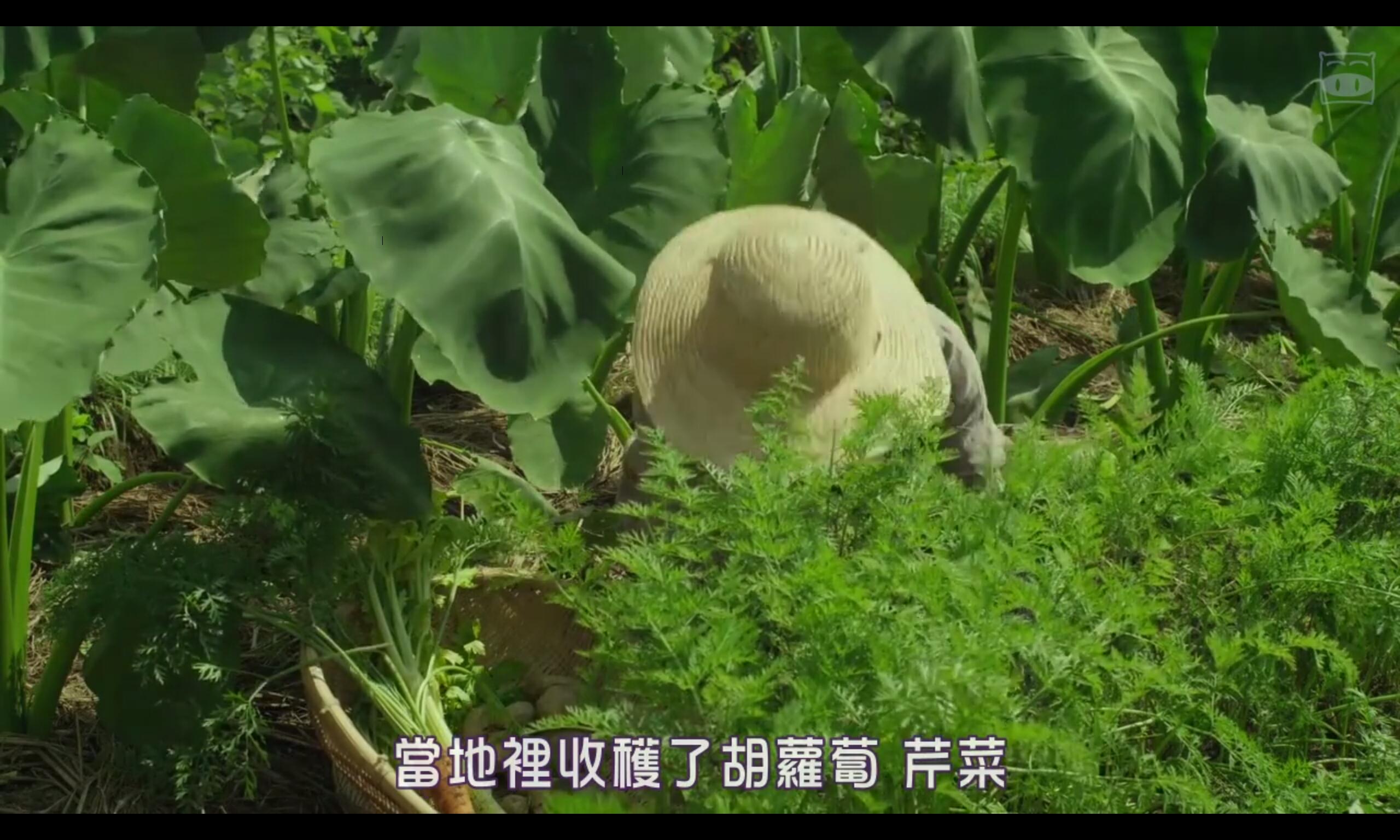 豆瓣90电影小森林冬春篇夏秋篇里的植物都叫什么
