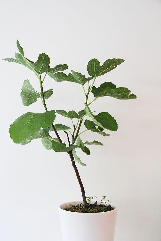 无花果树(学名:ficus carica)是一种开花植物,隶属于桑科榕属