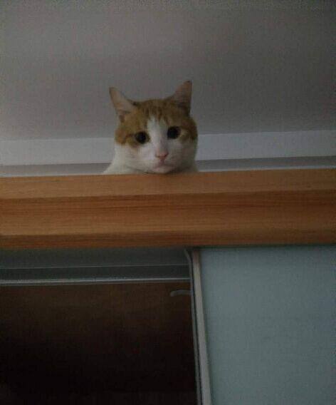 家里养了一只高冷的猫是什么感觉? - 知乎用户