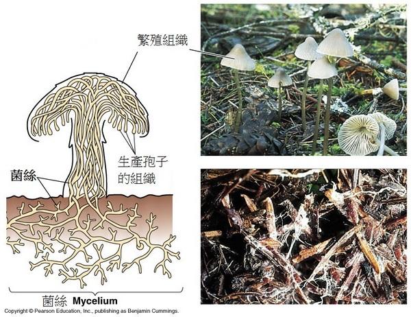 蘑菇 对于腐生菌,则是菌丝 直接或者产生 假根从基质中吸取养分; 图