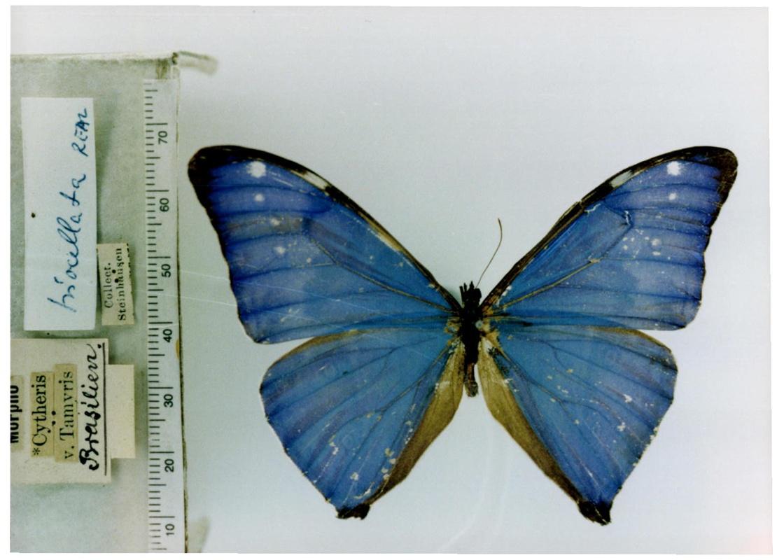 morpho zephyritis butler 1873 zephyritis morpho西风闪蝶,种