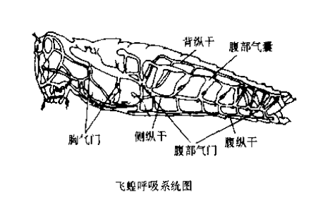 不过为了照顾大家情绪,还是贴简单明了又不恶心的手绘图吧,我们