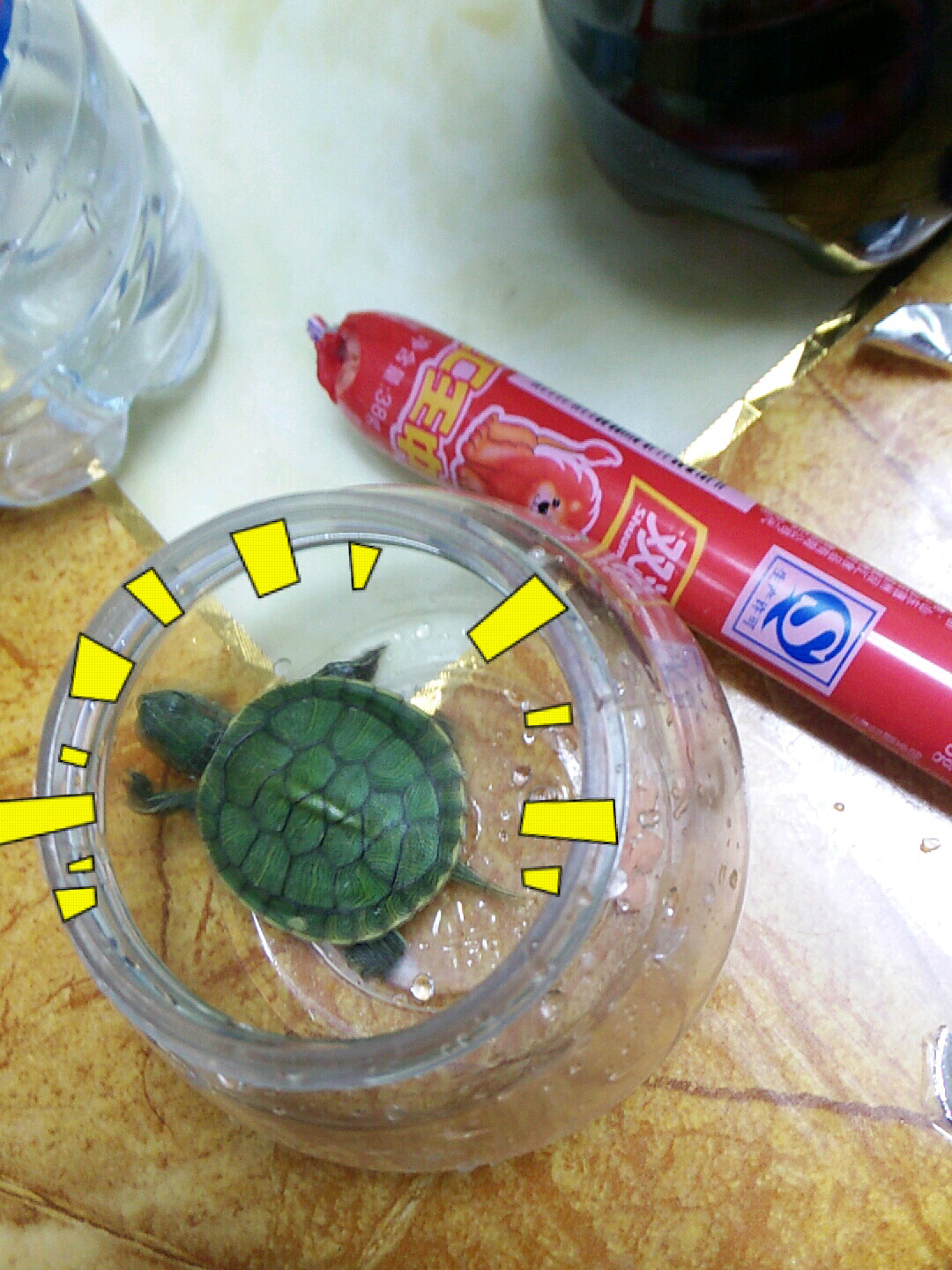 捡到一只小乌龟,求解怎么养? - Sean Zhang 的