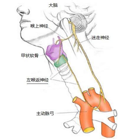 人类残留的不科学的喉返神经.