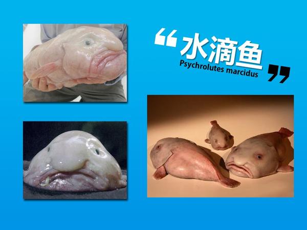 【习性】水滴鱼的孵化方式也与众不同,雌鱼把卵产到较浅海后便趴在