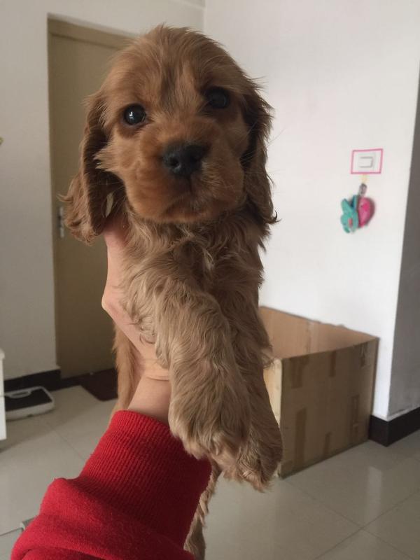 养可卡犬是一种怎样的体验?