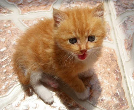 怎样判断猫的年龄? - 咲手的回答 - 知乎