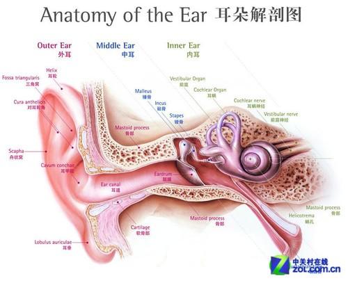 如何有技巧地帮别人掏耳朵?