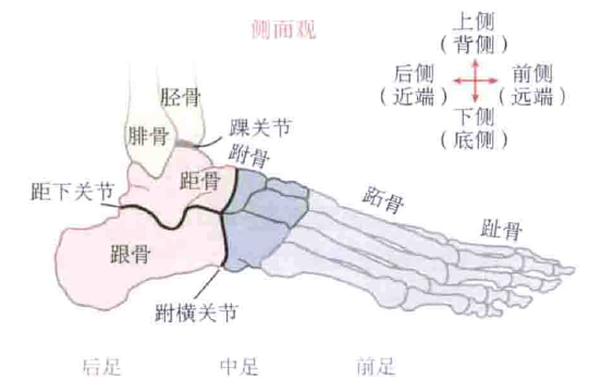 浅述足踝关节的运动损伤和康复训练