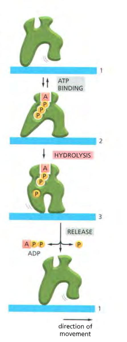 (肌球蛋白),kinesin(驱动蛋白),dynein(动力蛋白)三种在内的马达蛋白