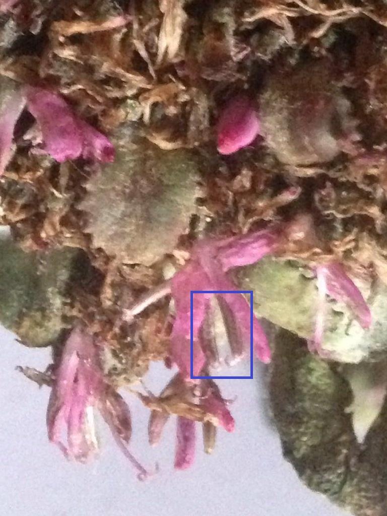 雄蕊群的样子也有点像菊科的 聚药雄蕊