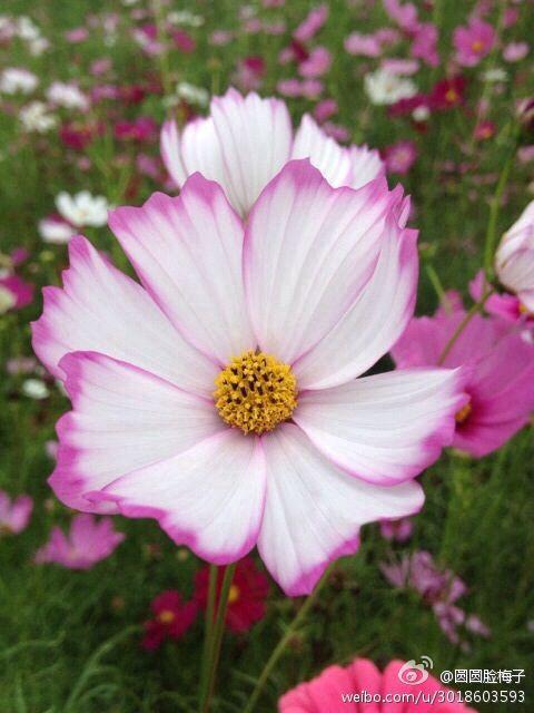 你认为一个女生应该拥有什么优秀的品质? - 夏