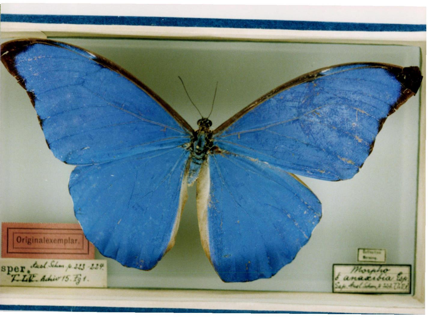 morpho anaxibia  (esper, 1801)美神闪蝶,种加词anaxibia代表着六个
