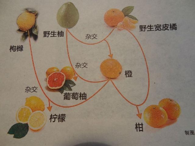 柚子和橘子同为柑橘