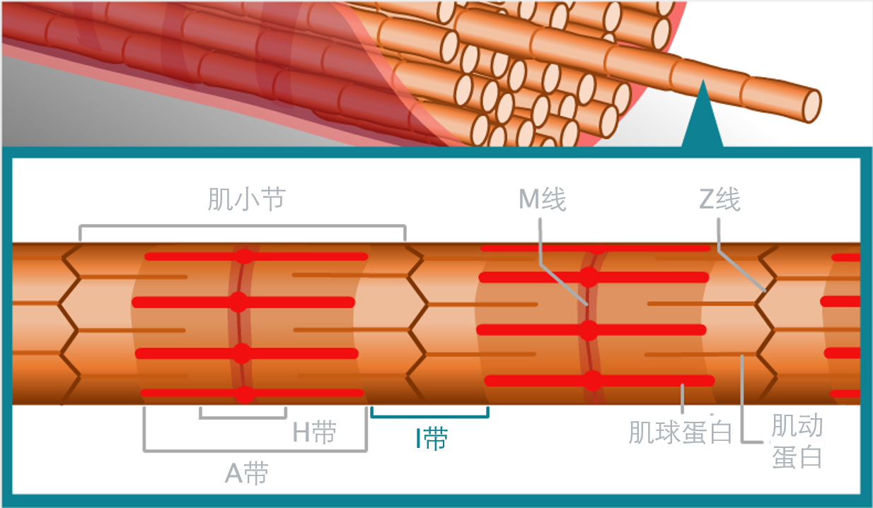 肌纤维膜在肌纤维中部内陷,形成被成为横小管的结构.