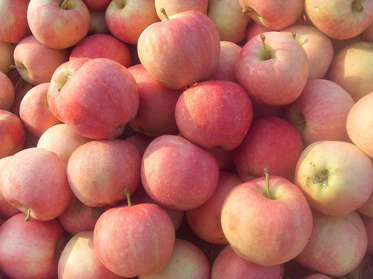 苹果为什么一年四季都有卖? - Dayu Yan 的回答