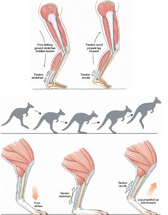 袋鼠的脚,脚趾结构发达,可以缓冲和吸收能量,并再次利用.