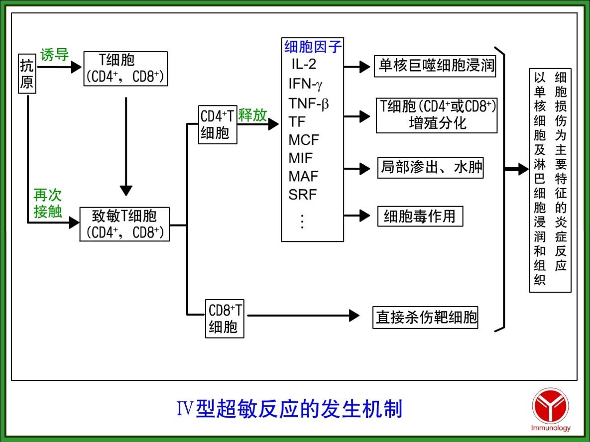 Ⅳ型超敏反应:迟发型超敏反应 主要机制是效应t细胞引起组织炎症和