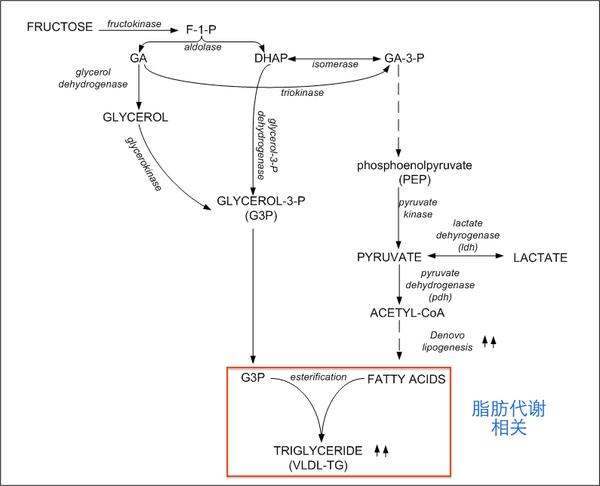 除了形成糖元之外,果糖还和脂肪代谢相关