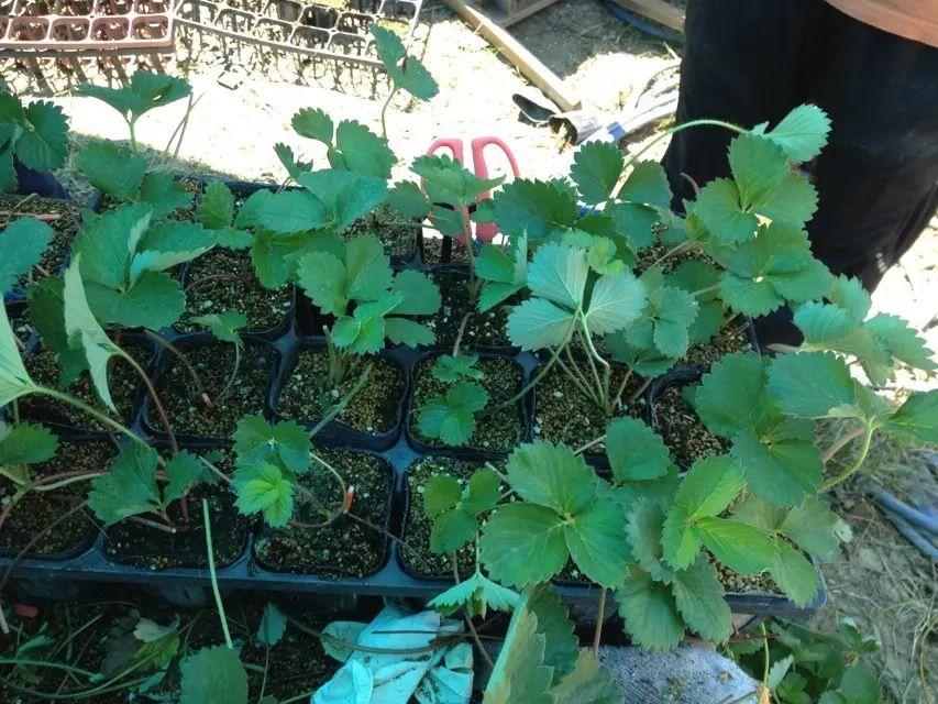 参加dreamfighter的斯里兰卡国际义工项目是怎