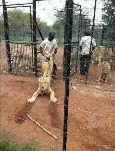 此处输入图片的描述