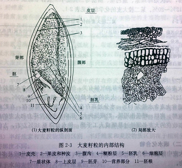 啤酒酿造时强调研磨麦芽时保持麦麸完整的原因是什么麦麸有什么作用