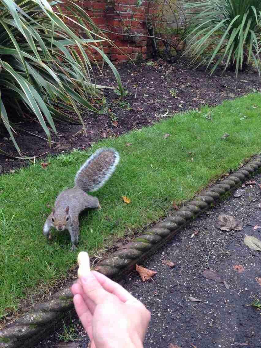 如何徒手抓松鼠? - utal 的回答 - 知乎