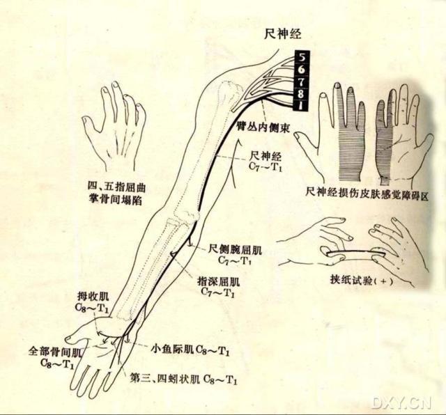 为什么人的胳膊肘会有麻骨从人体的角度来看它是怎么存在的和发生触电