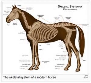 重回知乎第一答.首先看一张马骨骼结构图