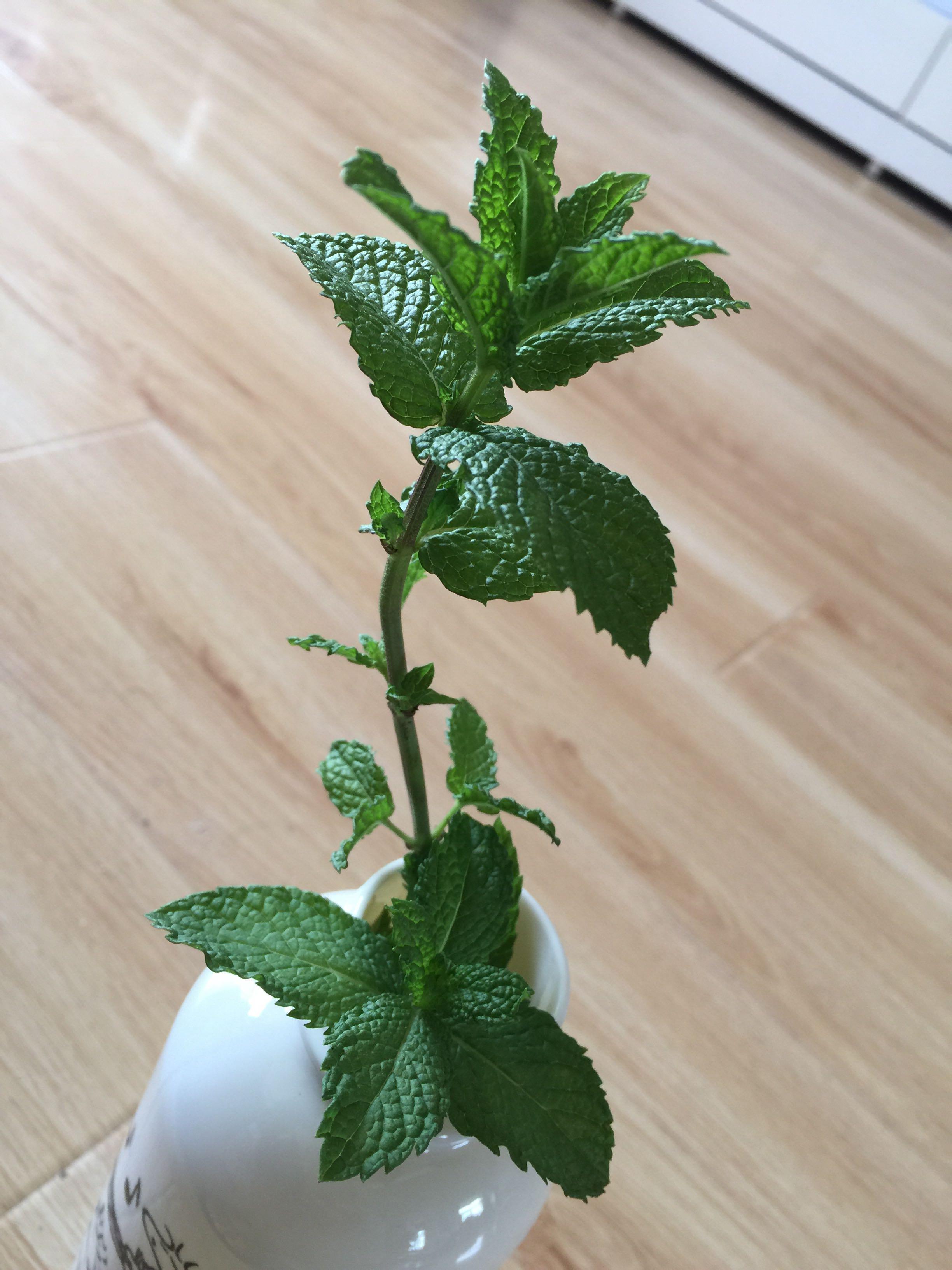 这是什么品种的薄荷.