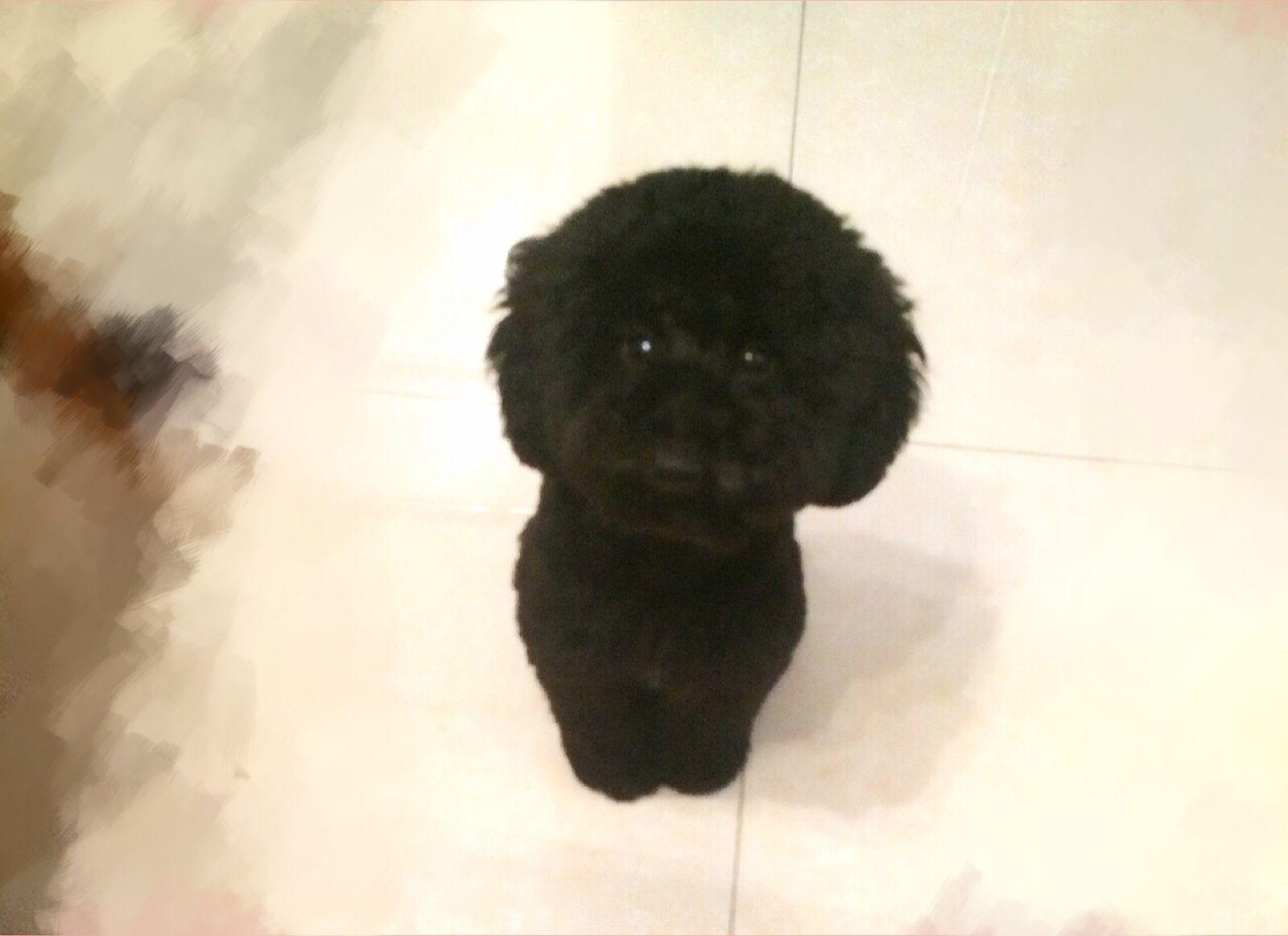 怎么说服妈妈让我养狗? - aAnn 的回答